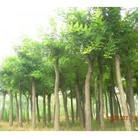 供應(yīng)白皮松、油松、側(cè)柏、國槐、刺槐、紫穗槐