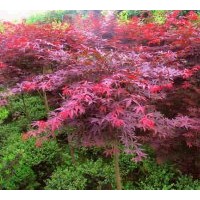 供應供應美國紅櫨5-7公分