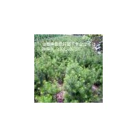 山西白皮松，占地白皮松，白皮松基地，山西國槐