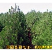 供應優(yōu)質白皮松 1-5米