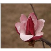生產優質雪松，蜀檜，廣玉蘭，白玉蘭
