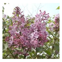 苗木花卉批發紫丁香 紅葉小檗（球）、金葉女貞、水臘（球）、金