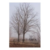 供應各種規格銀杏樹