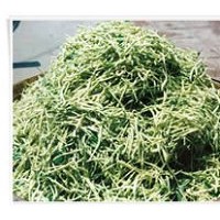 出售金銀花苗，金銀花樹，規(guī)格齊全