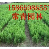 常年低價供應【80cm側柏苗，90cm側柏苗】