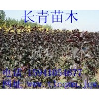 供應80公分紫葉海棠，紫葉海棠價格