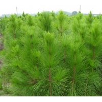 供應1至3米高濕地松20萬、馬尾松500萬、木荷300萬、江南榿木400
