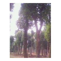 出售香樟——雙贏雙利#優質價廉￥誠信供應湖南省益陽各種香樟