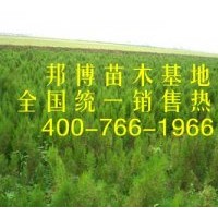 大量低價直供油松苗、三年生油松樹苗