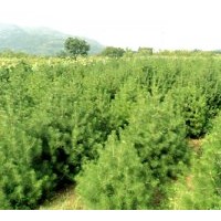 出售白皮松、柿子樹、刺槐、杏樹、櫻桃、瑪瑙樹、石榴樹、柳樹