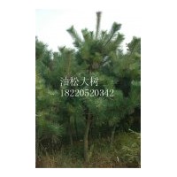 供常綠樹1-7米白皮松、油松、華山松、大葉女貞