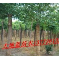 供應(yīng)桂花，香櫞,香樟，紫薇，銀杏，海桐.法青.大葉女貞.等江蘇省