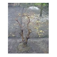成都低價臘梅苗木
