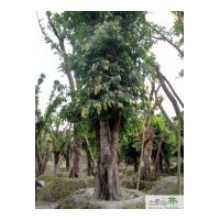 供應成都黃葛樹 成都大葉榕