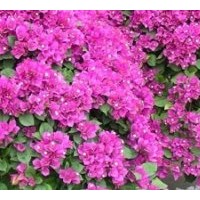 供應三角梅 成都九重葛苗