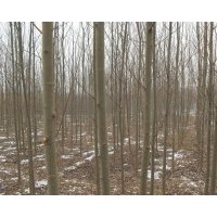 河北苗木標志——彩葉基地：火炬樹，國槐，法桐，垂柳，速生柳，