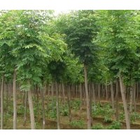 供應5-10公分白蠟樹