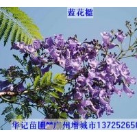 出售藍花楹苗，粉花山扁豆苗，紅花風鈴苗，黃鐘花苗