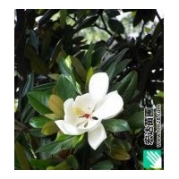 長期供應8-15cm的廣玉蘭
