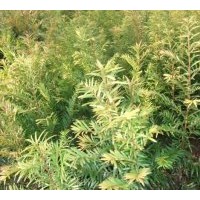 供應紅豆杉苗木