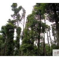 供應(yīng)成都楨楠