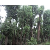 供應 香樟樹 香泡樹 欒樹 桂花樹