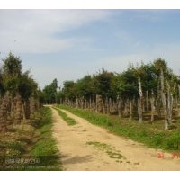出售大量各種規格紅、白、黃、紫、廣玉蘭，五角楓，北京欒，杜仲