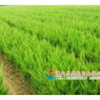 供應地柏，爬地柏，沙地柏,鋪地柏,花柏球，千頭柏