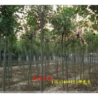 大量供應大葉女貞 紫荊，垂柳，木槿，金邊黃楊 ，瓜子黃楊，紅花