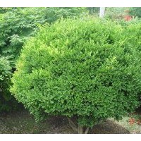 成都低價(jià)苗木金葉黃楊高度：30-40公分