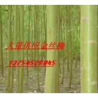 供速生柳、垂柳、白榆、黃柳、國槐、紫穗槐、刺槐、構樹