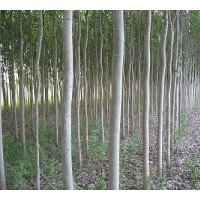 供應毛白楊 新疆楊 速生楊 紅葉楊 瓜子楊
