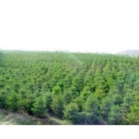 供應油松 冬青 國槐 刺槐