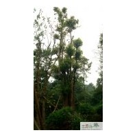 成都多頭香樟供應