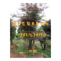 供應綠化用金葉女貞，龍柏，紅楓，櫻花，桂花