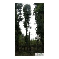 供應成都苗圃楨楠苗木批發