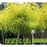 萬通苗木基地歡迎您：主要經(jīng)營(yíng)法桐，火炬樹，白蠟，國(guó)槐，欒樹