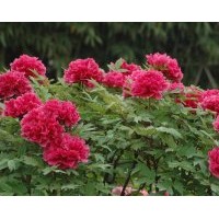 基地大量供應優質牡丹苗、芍藥苗