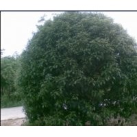 供應大量桂花 全是精品！