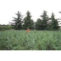 提供不同規格雪松價格