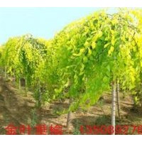 供應金葉垂榆