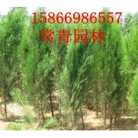 出售山東側柏大苗