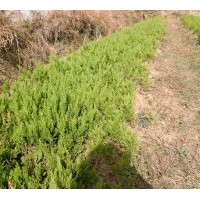供應(yīng)，蜀檜，龍柏，桂花，紫薇等