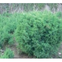 經營品種有蜀檜、龍柏、雪松、廣玉蘭、白玉蘭、高桿女貞、紫葉李