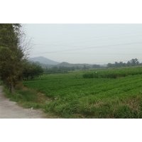本人大量供應當年;濕地松、馬尾松、紅豆杉、杉苗、楓香、木荷。