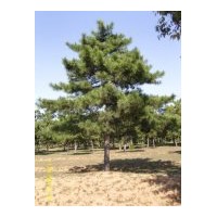 供優質白皮松、華山松、油松