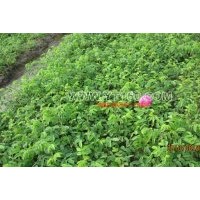 熱銷品種：四季玫瑰 紫葉稠李、俄羅斯紅葉李、王族海棠、鉆石海