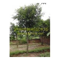 供應小葉榕 樹性強健，綠蔭蔽天