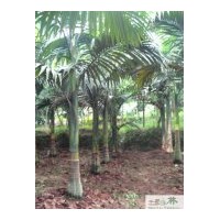 成都苗圃假檳榔程苗木供應