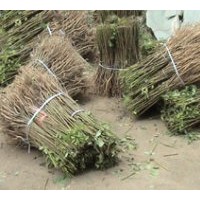 現貨供應優質紫穗槐800萬株